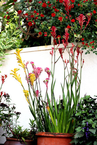 Alexの「お薦めの植物シリーズ」A.オージープランツ：5）カンガルー