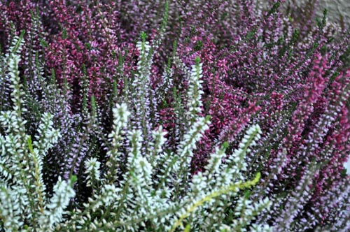 Calluna1125_ms