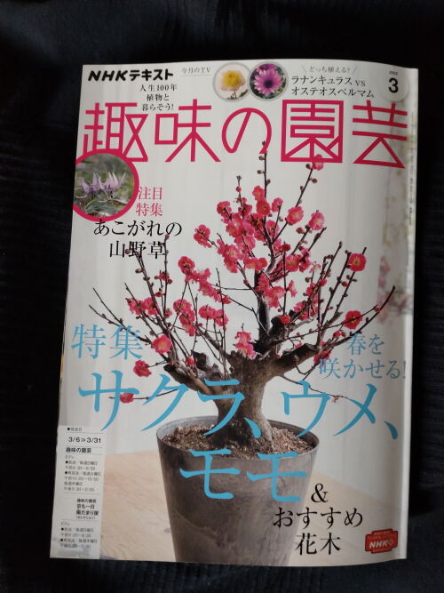 本日発売 Nhk趣味の園芸３月号は ミモザ最前線 Alex S Garden Party