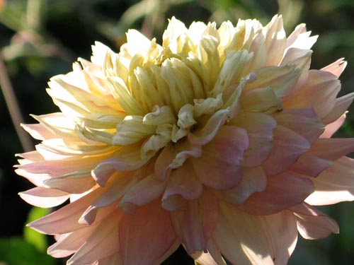 dahlia630