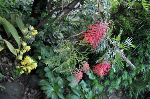 ①つぼみ沢山人気のオージープランツ・グレビリア・ロビンゴードン ①つぼみ沢山人気のオージープランツ・グレビリア・ロビンゴードン