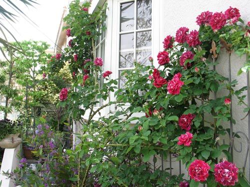 ロジャー・ランベリン : Alex's Garden Party♪