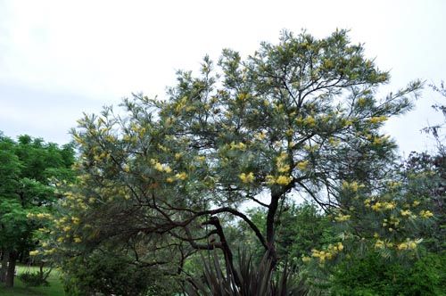 grevillea611a_ms