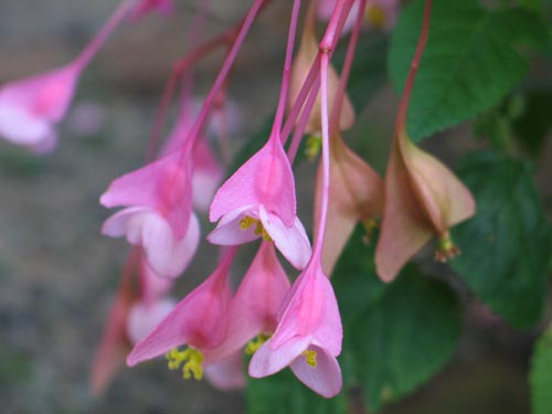 begonia919_ms