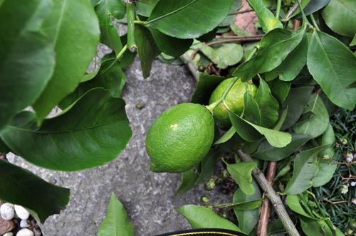 lemon1003_ms