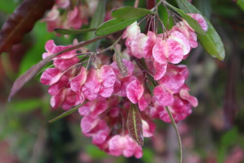 今が見頃のドドナエア Alex S Garden Party 今が見頃のドドナエア Alex S Garden Party