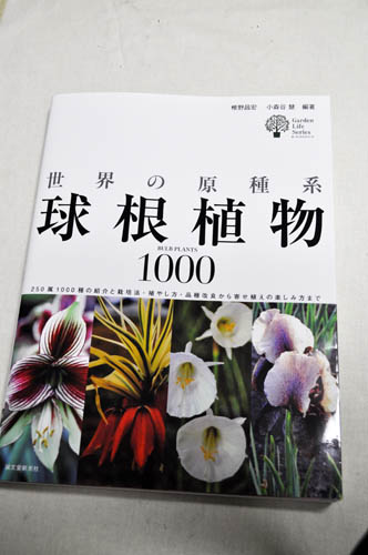 kyuukonshokubutu324_ms