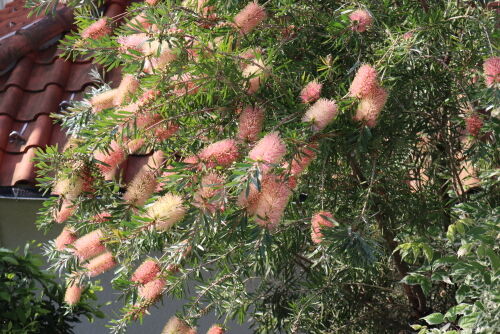 読者プレゼント！オージープランツの種＆胞子 : Alex's Garden Party♪