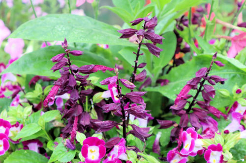 salvia717blackms