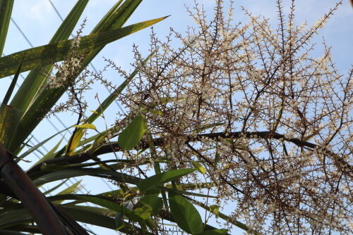 cordyline519dms