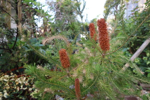 Banksia ericifolia1416ms