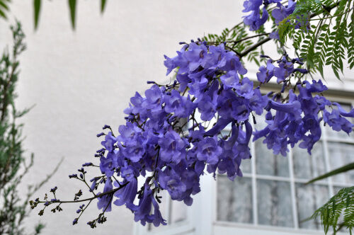 ジャカランダ・・・The Best 100 Plants in Alex's Garden : Alex's