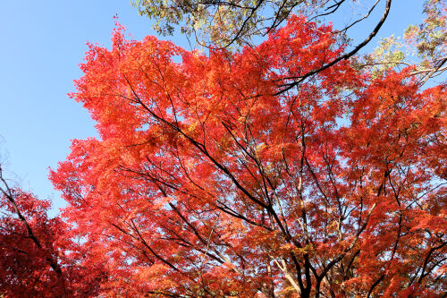 momiji1127dms