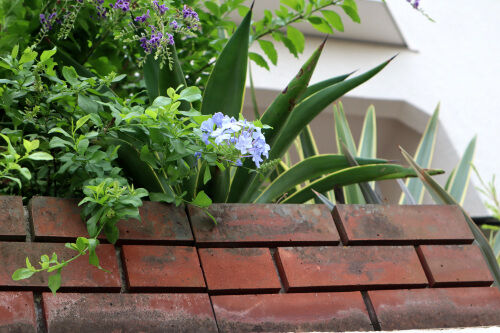 ルリマツリ・・・我が家の庭木（29） : Alex's Garden Party♪