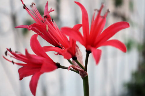 nerine1128cms