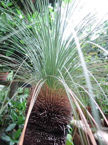 grasstree627