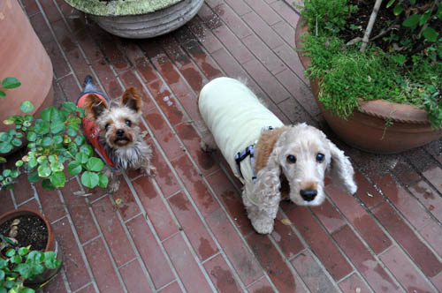 dogs515_ms
