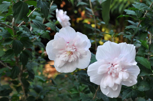 シャロン・ローズ（ムクゲ） : Alex's Garden Party♪