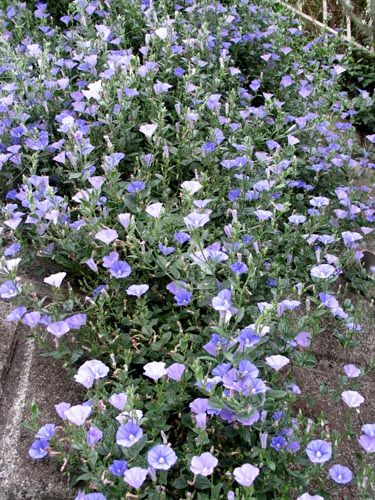 Convolvulus522_ms