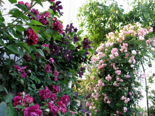 image009