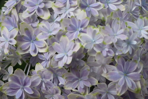 進化する紫陽花 Alex S Garden Party