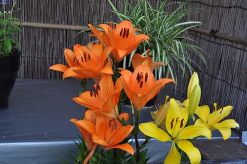 garden622b_ms