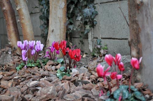 cyclamen109b_ms