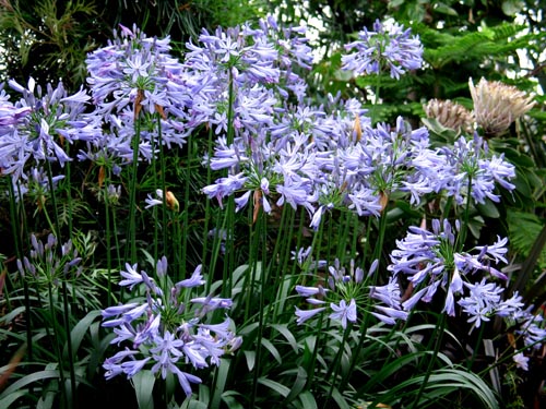 南アフリカ原産の花 Alex S Garden Party