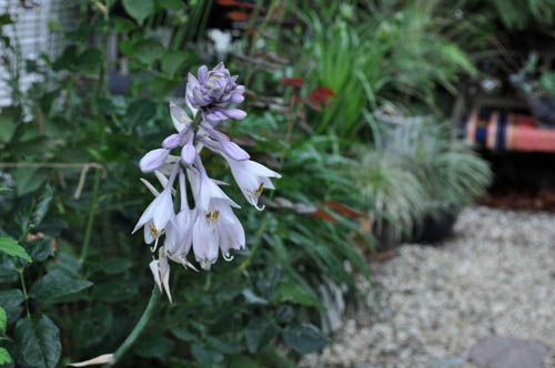 hosta620_msjpg