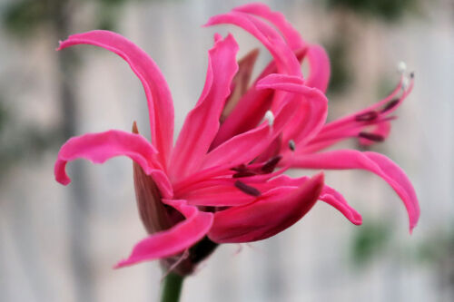 Alex S Garden Party 草花 Livedoor Blog ブログ Alex S Garden Party 草花 Livedoor Blog ブログ