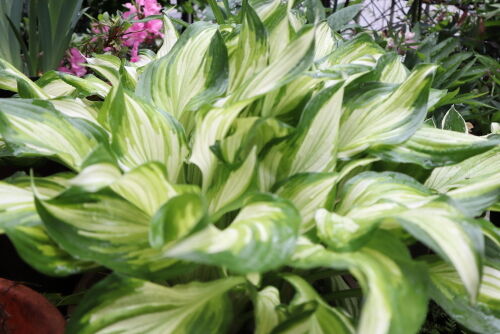 Alexの お薦めの植物シリーズ H グランドカバー １ ホスタ Alex S Garden Party