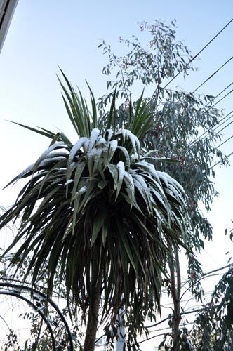 cordyline125_ms