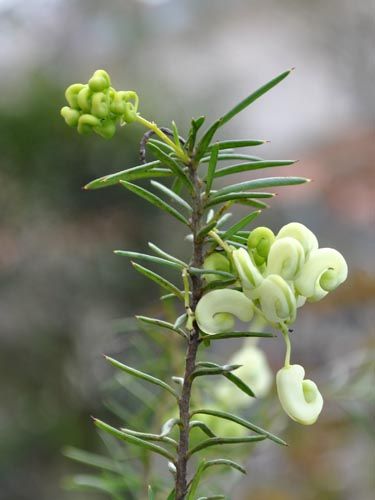 grevillea307_ms
