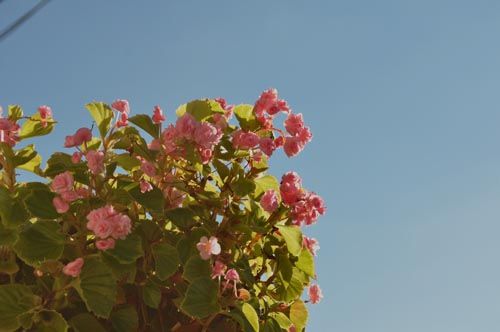 begonia1012_ms