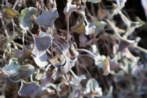 Dichondra209cms