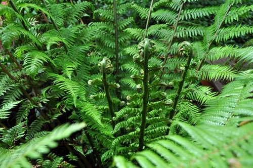 treefern713_ms