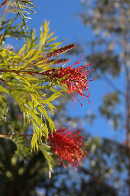 今年イチオシのグレビレア・ロビンゴードン : Alex's Garden Party♪