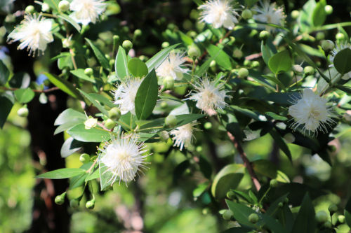 珍しい花木 ハルシュタット Alex S Garden Party