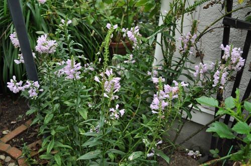 Physostegia virginiana630b_ms