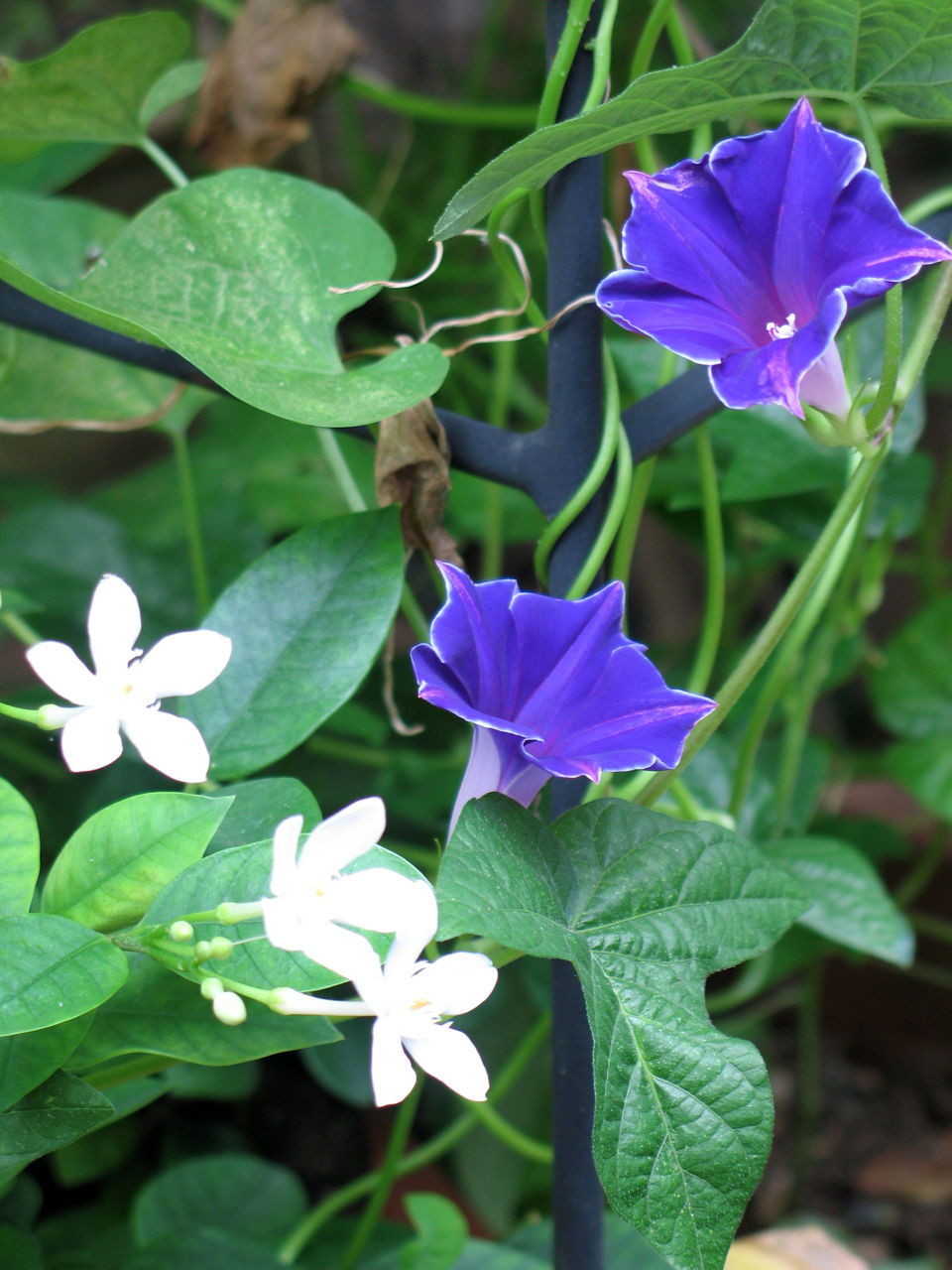 夏の花（25）朝顔 : Alex's Garden Party♪