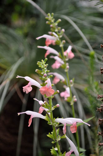 salvia730_ms