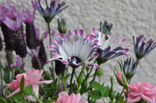 osteosuperumaum312ms