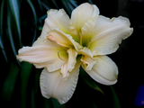 daylily820