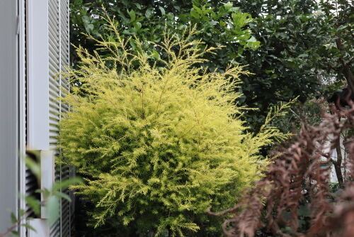 メラレウカ レボリューションゴールド 特大株 130cm❗美形 ティー