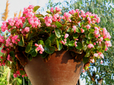 begonia911