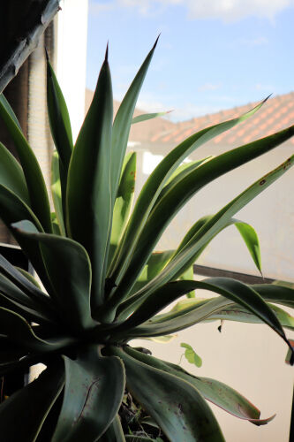 agave130ms