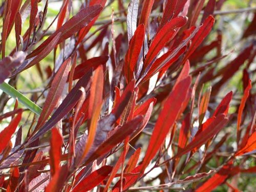 ドドナエア 新しい庭におすすめの植物シリーズ 4 Alex S Garden Party