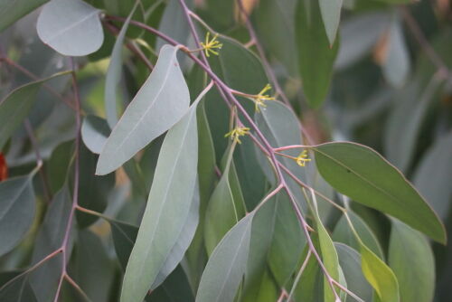 ユーカリ5種 : Alex's Garden Party♪