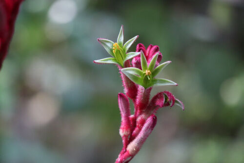 Alexの「お薦めの植物シリーズ」A.オージープランツ：5）カンガルー