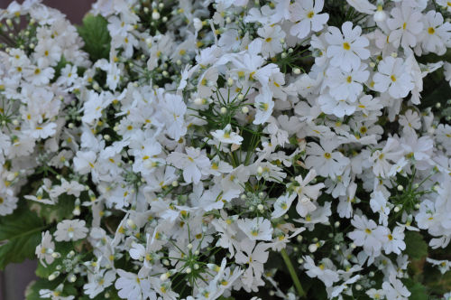 primurawhite318ms